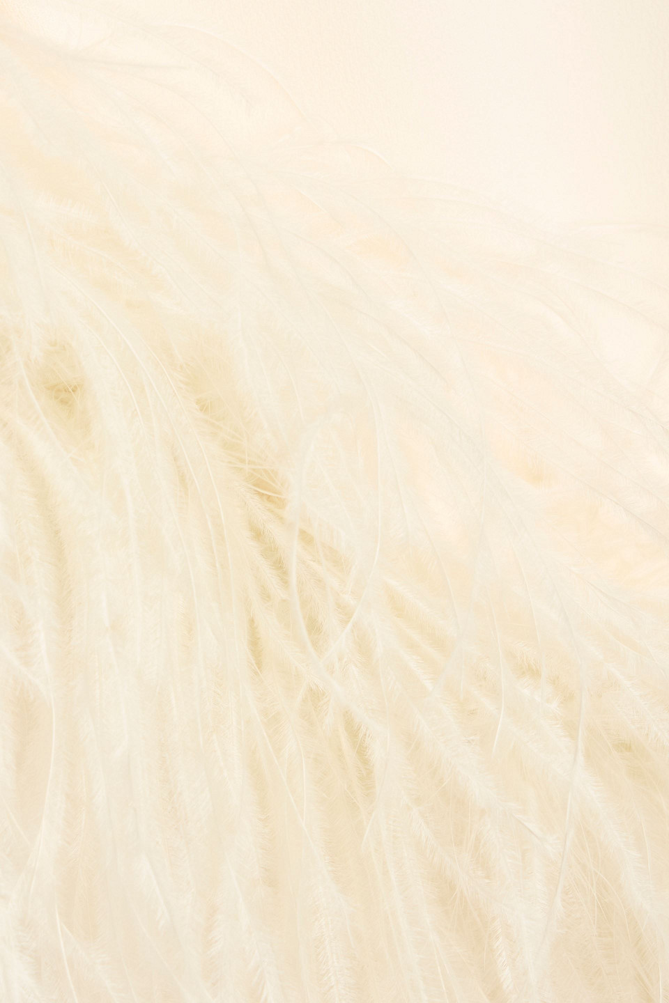 Lapointe Feather-trimmed Crepe Midi Skirt In White